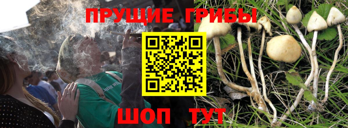 Псилоцибиновые грибы Psilocybine cubensis  Псилоцибиновые грибы прущие грибы  Вход с VPN  Новочеркасск 